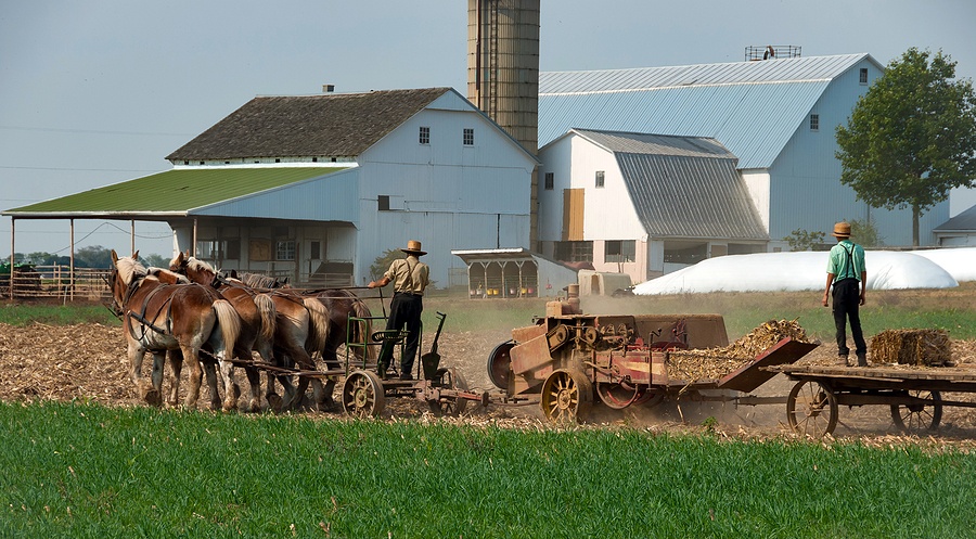 Amish Farmers Working The Fields On A Autumn Day