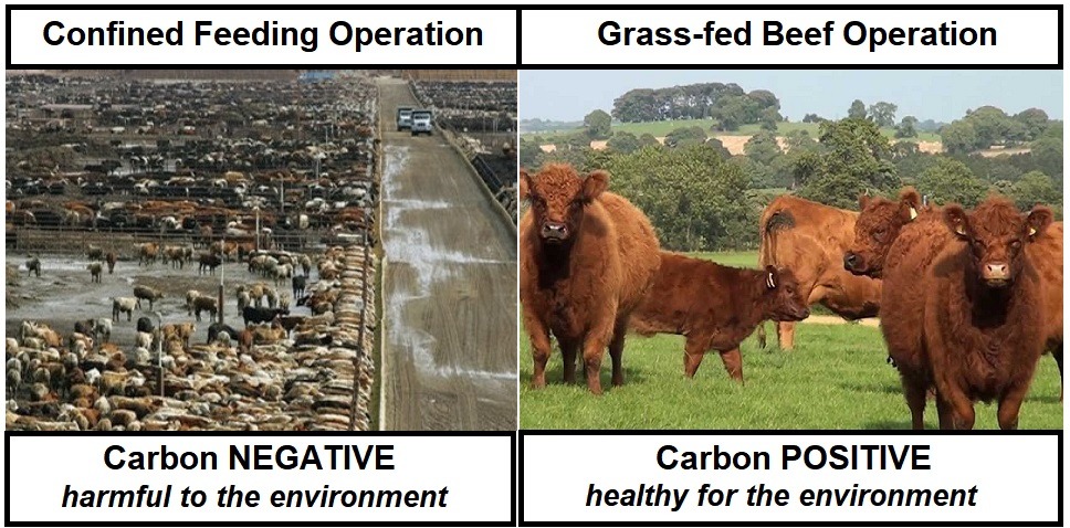 Raising Beef Carbon Footprint