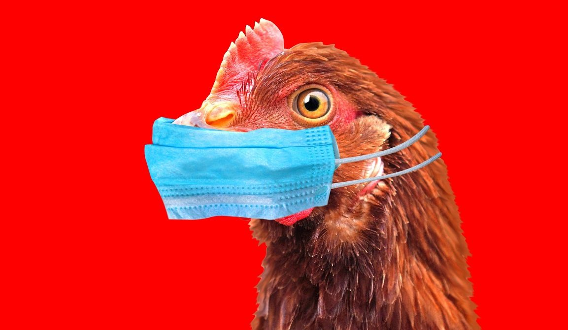 De vogelgriep-hoax wordt opnieuw gerecycled om angst en meer winst voor Big Pharma te creëren