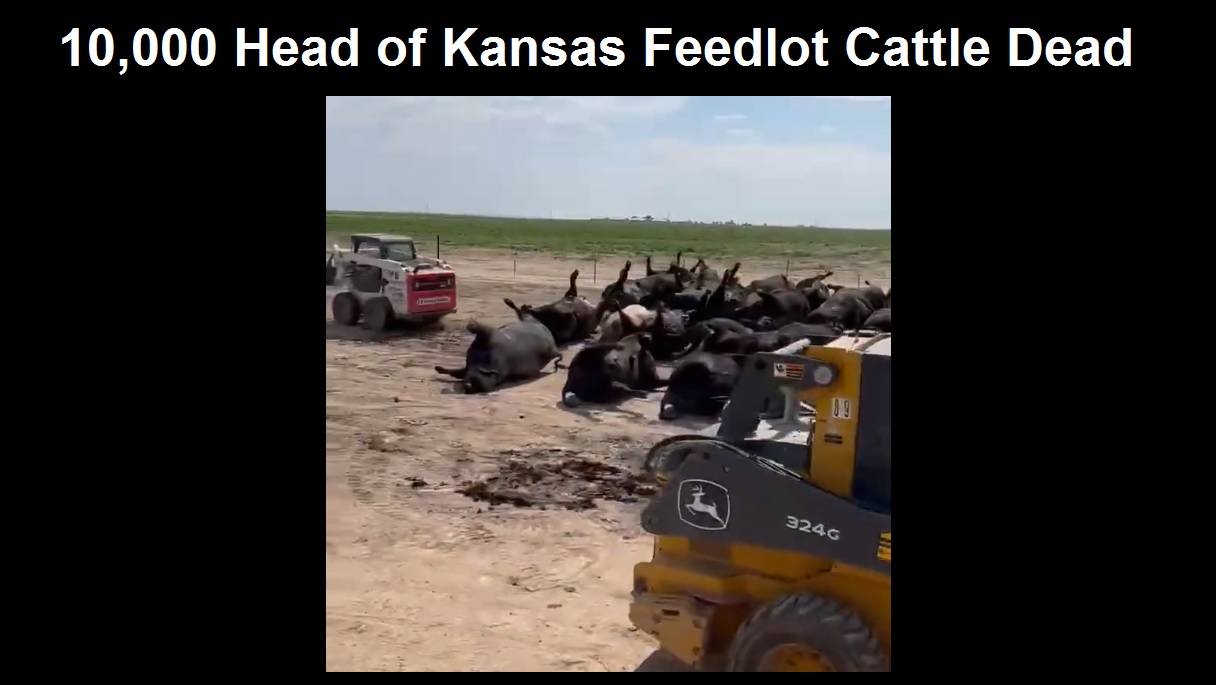 10,000 Head of Kansas Feedlot Cattle dead