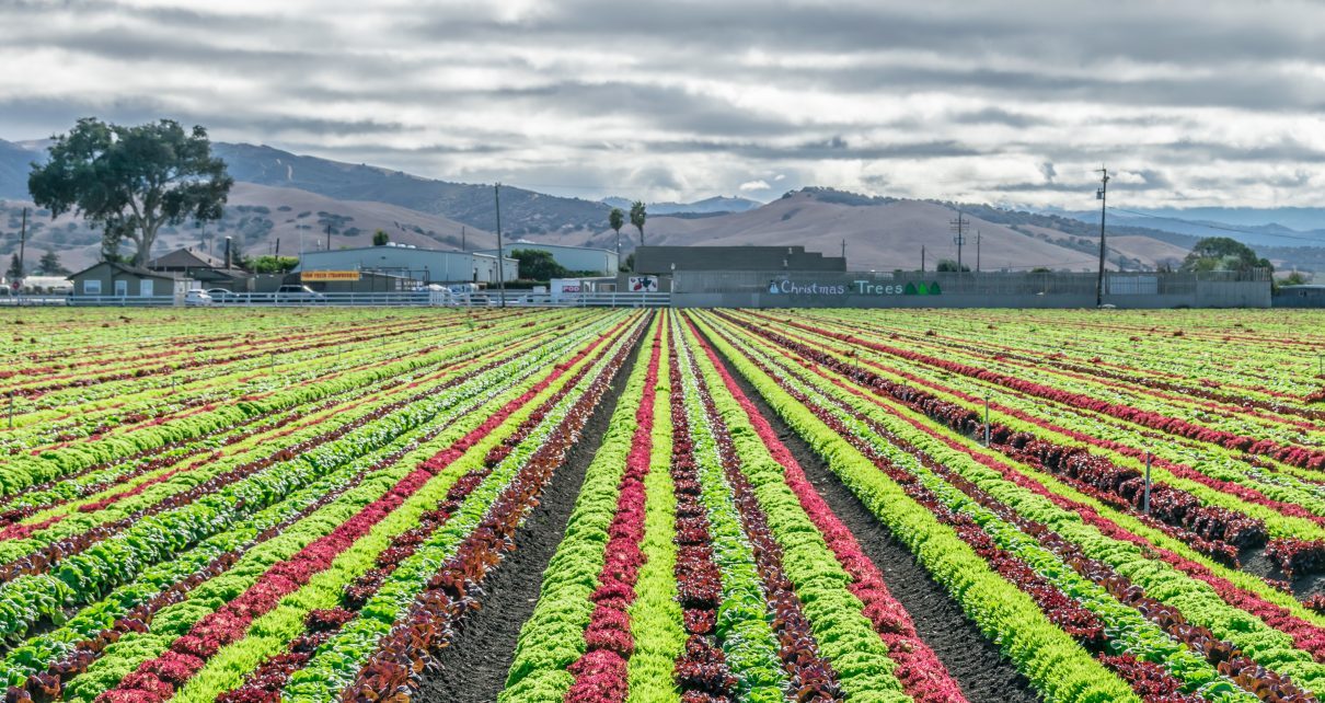 Salinas lettuce crops
