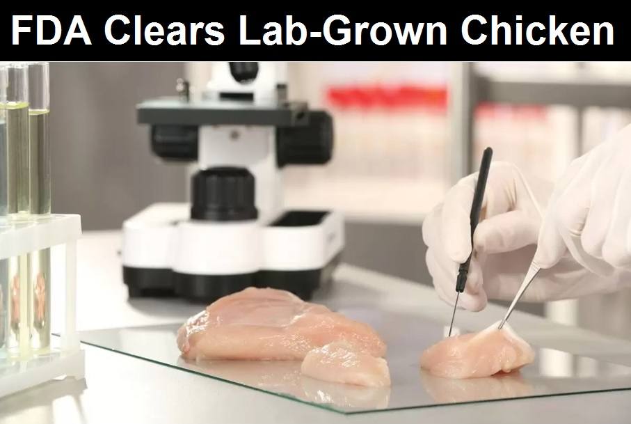 FDA clears lab grown chicken