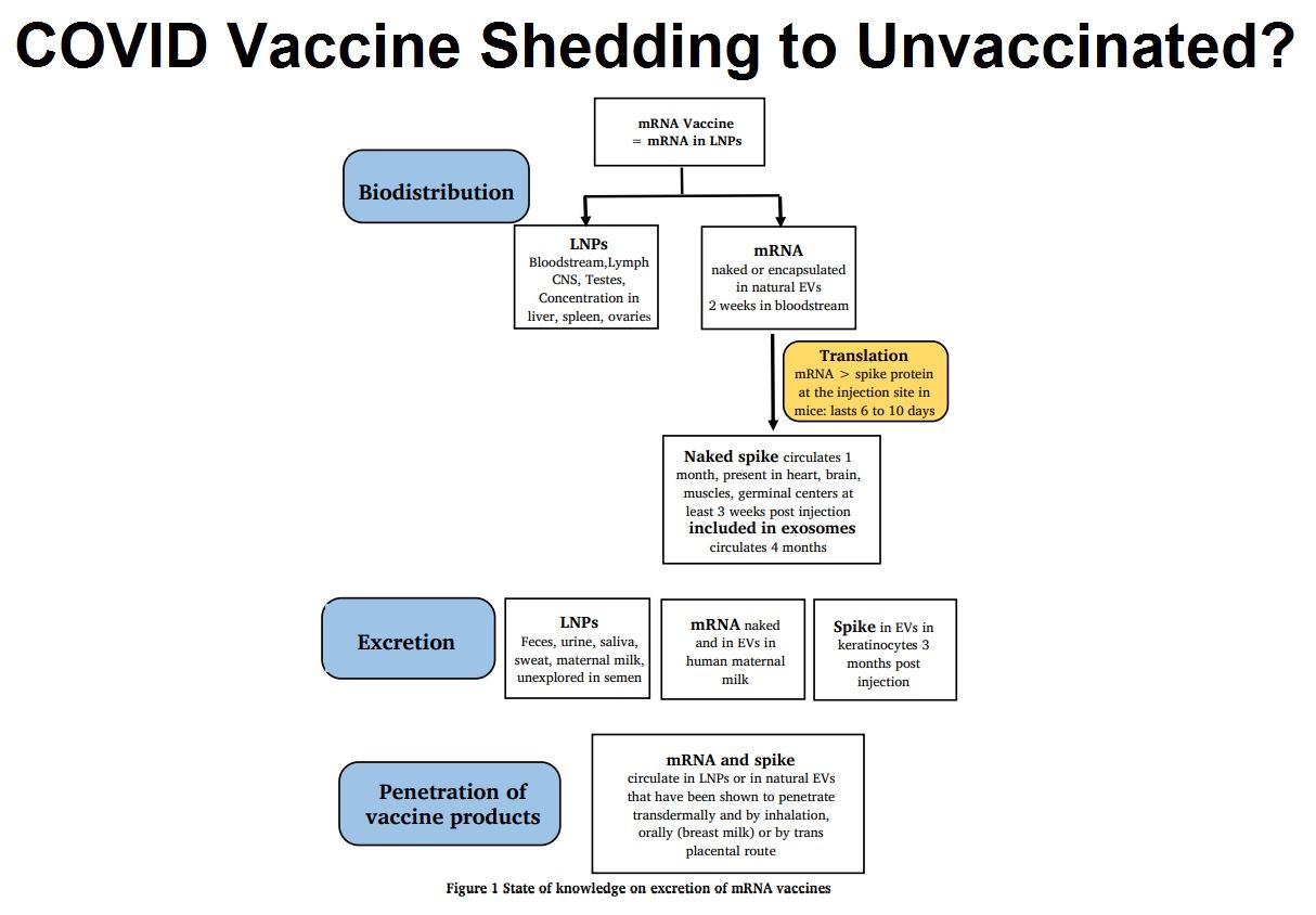 COVID Vaccine Shedding to Unvaccinated