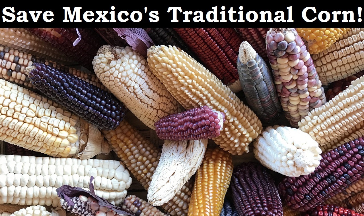 save mexico's traditional corn