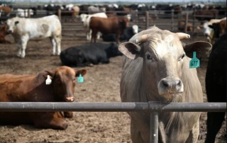 The Truth About the “Screwworm Outbreak” and the U.S. Beef Industry’s Rising Prices